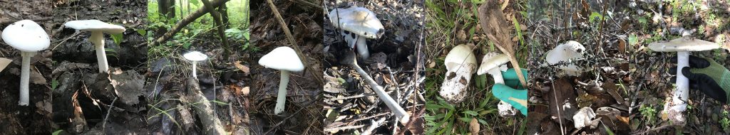 Amanita bisporigera and phalloides mushrooms